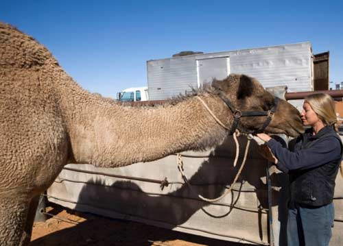 Glenda kissing camel